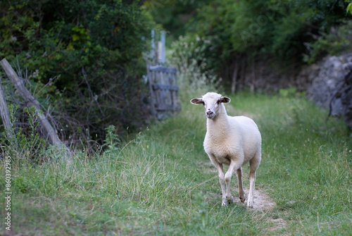 A white sheep walking light footedly along a narrow path surrounded by greenery. Cuteness Overload.