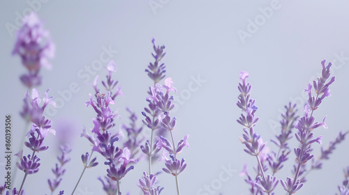 Lavender flowers isolated on white background : Generative AI