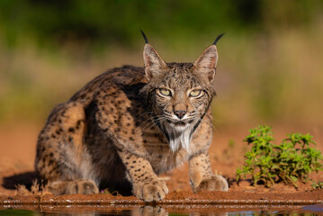 Sierkussen Lynx Drinkende Iberische lynx in natuur  © JoseAngel
