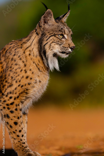 male iberian lynx photo