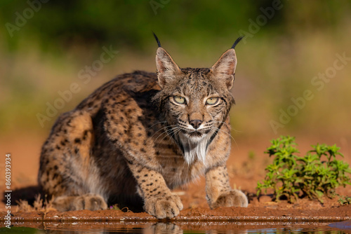 an iberian lynx drinking photo