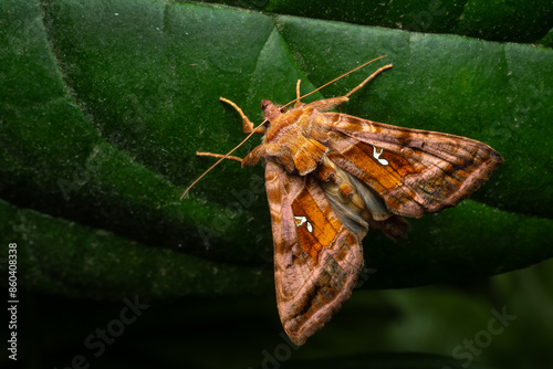 Plain Golden Y moth - Autographa jota, beautiful colored owlet moth from European meadows, grasslands and woodlans, Czech Republic. photo