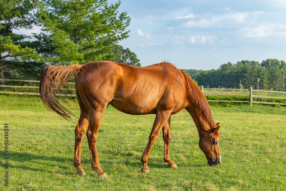 Obraz premium A chestnut Thoroughbred grazing and swatting flies with its tail in a pasture with a split-rail fence, trees, and blue sky.