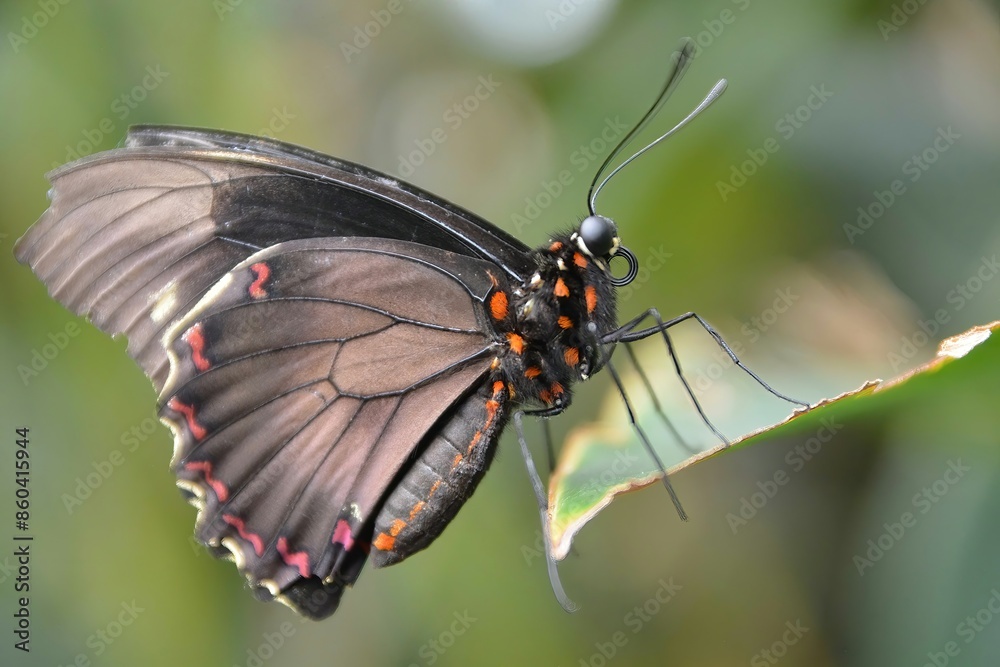 Obraz premium a single butterfly on a leaf