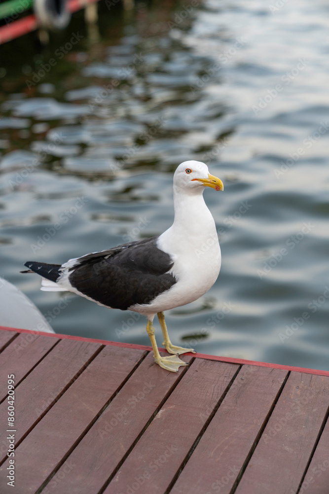 seagull close up. seagull standing on a deck seagull close up. seagull standing on a deck