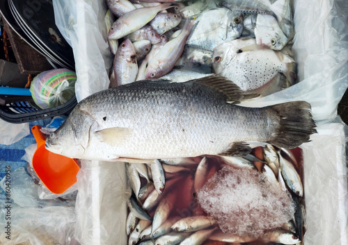 Big fresh Sea bass fish - Lates calcarifer (Bloch) and other marine fish in an ice foam crate on the stall in the fresh market of Thailand. photo