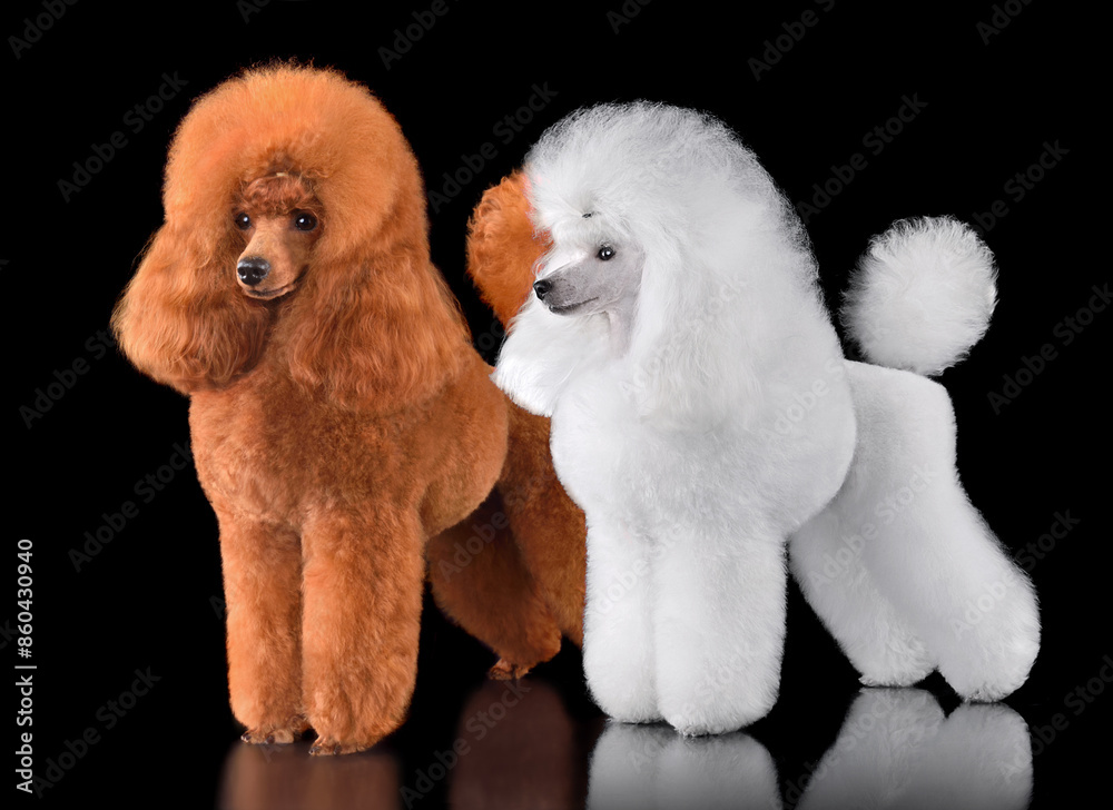 Two beautiful toy poodles Two beautiful toy poodles