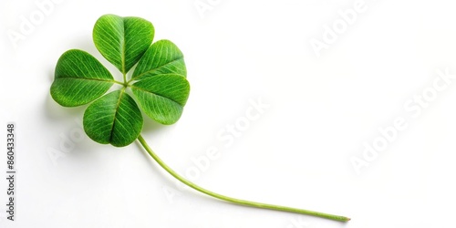 Four leaf clover isolated on white background, luck, good fortune, symbol, green, plant, St. Patrick's Day, rare, cloverleaf photo