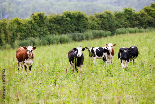 Small herd of cows grazing in organic pasture field