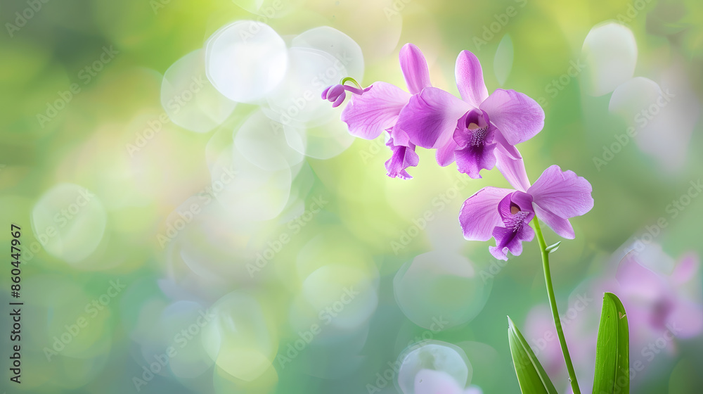 A stunning orchis langei blooms with vibrant purple petals against a soft natural background in the wild : Generative AI