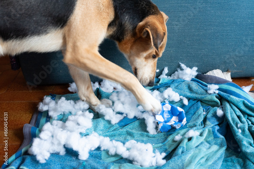 Close-up of the dog who has just destroyed his toy. Disconsolate and repentant look