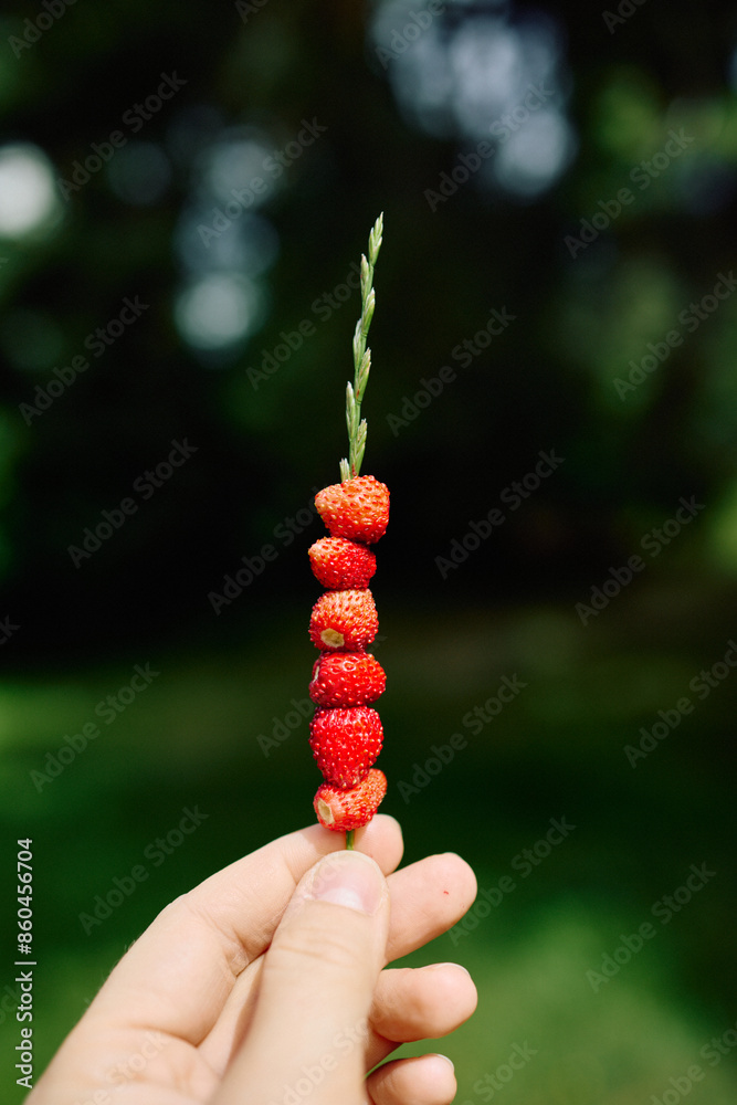 wild strawberry on a straw wild strawberry on a straw