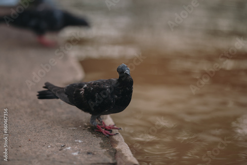 pigeon on the ground