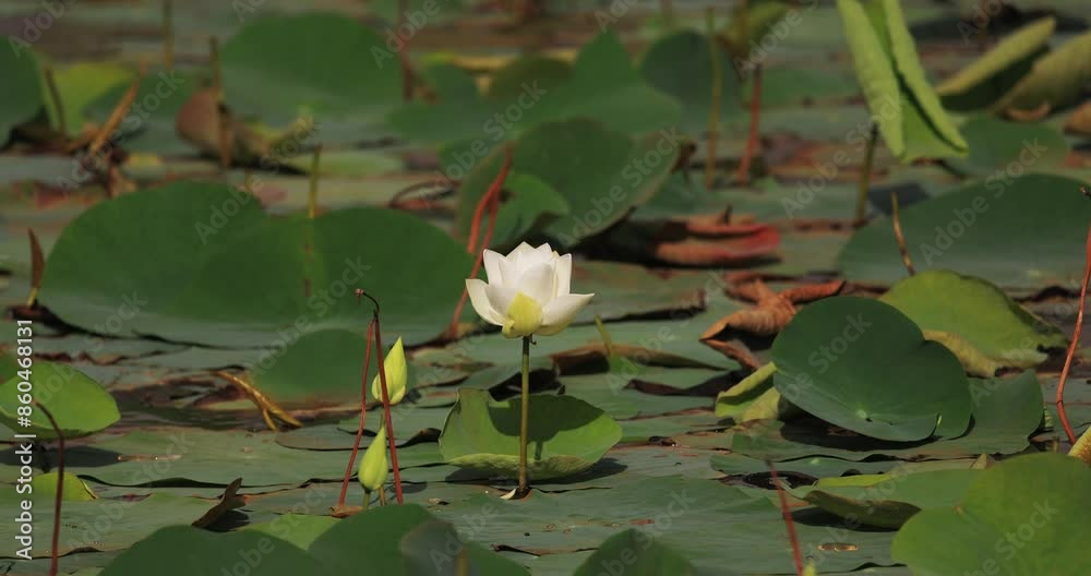 White Lotus Blooming in Tranquil Pond at Yala National Park White Lotus Blooming in Tranquil Pond at Yala National Park