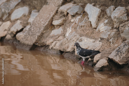 Feral Pigeon looking for fish