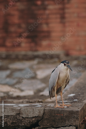 bird on a stone