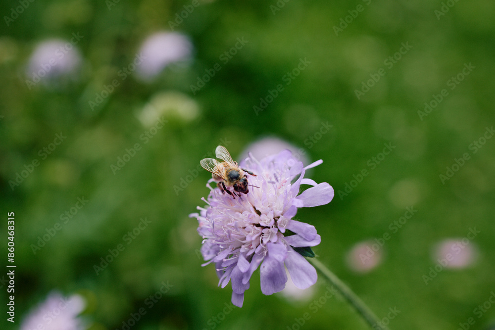 A beautiful bee collecting nectar from a purple summer flower. A beautiful bee collecting nectar from a purple summer flower.