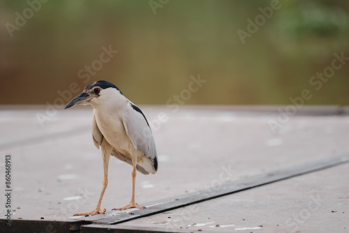 black crowned night heron looking for fish 