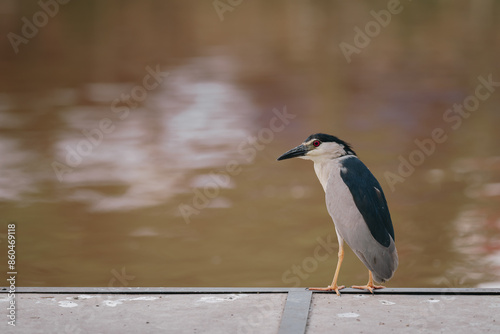 great blue heron ardea cinerea