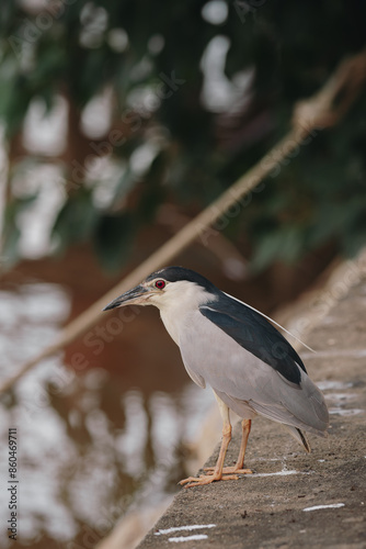 black crowned night heron looking for fish 