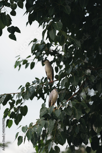 black crowned night heron looking for fish in the tree