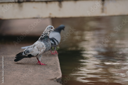 Feral Pigeon looking for fish