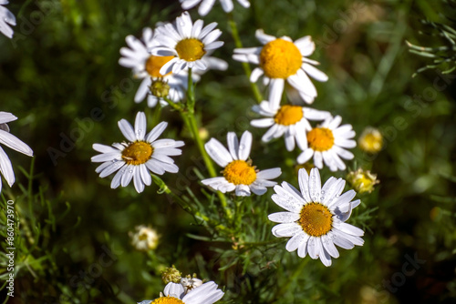 Fototapeta Naklejka Na Ścianę i Meble -  white daisies on a natural background