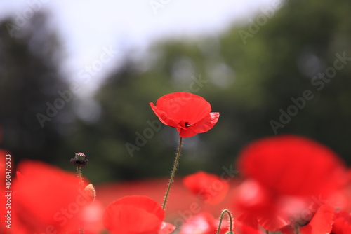 red poppy flowers #860475533