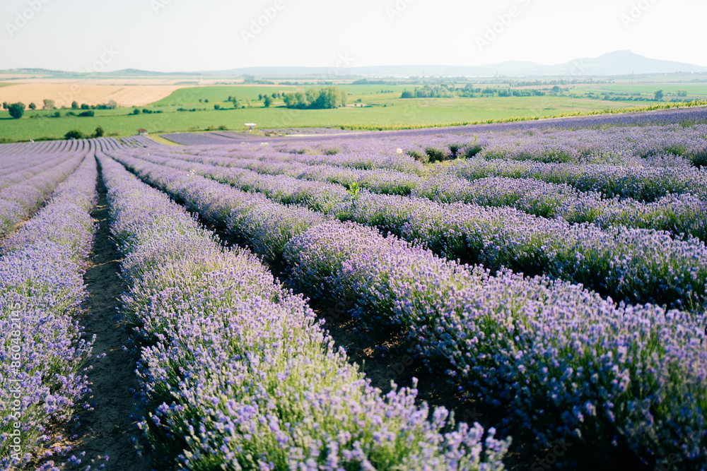 Fototapeta premium lavender field on Morava, long purple lines of flowers