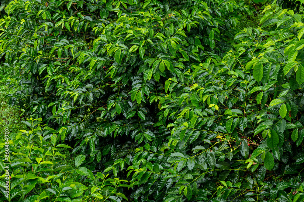 Full Frame Shot Of Coffee Trees Leaves - stock photo Full Frame Shot Of Coffee Trees Leaves - stock photo