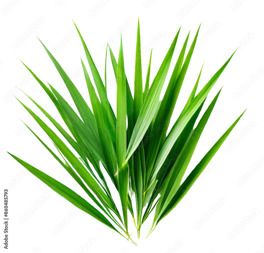 Fototapeta premium A photo of Lemongrass