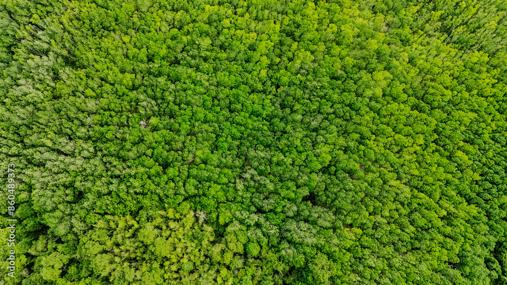 Aerial view forest in countryside and beautiful sky.The big green forest looks fresh Gives a cool feeling. Top view, farmer industry and agricultural crop, harvest season. Nature background fresh Aerial view forest in countryside and beautiful sky.The big green forest looks fresh Gives a cool feeling. Top view, farmer industry and agricultural crop, harvest season. Nature background fresh