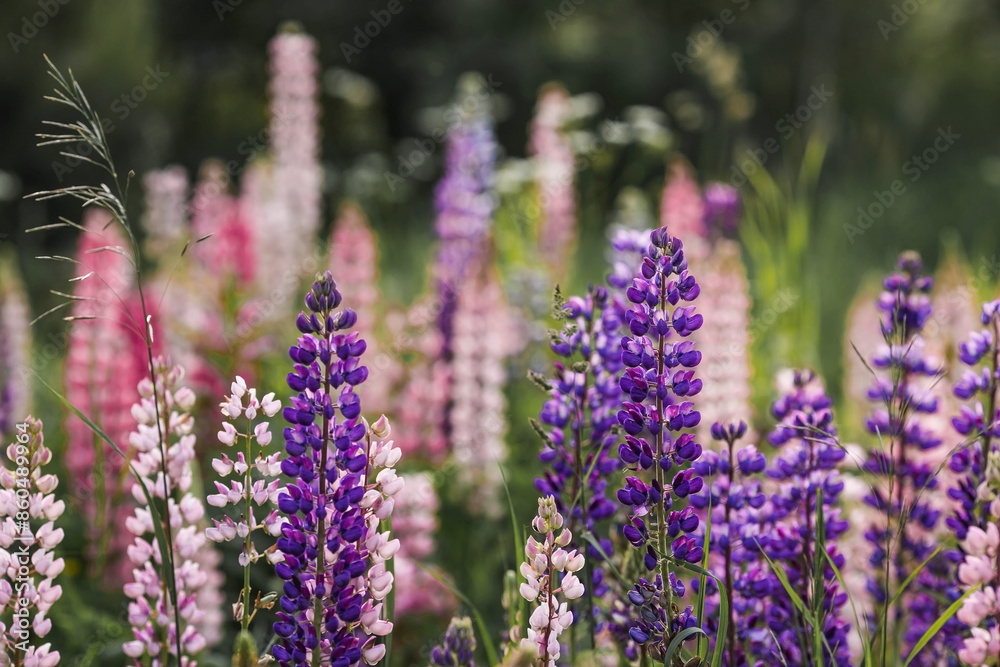 Obraz premium Flowering Lupin (Lupinus polyphyllus). Blooming field large-leaved lupines or garden lupines in early summer, close-up with selective focus.