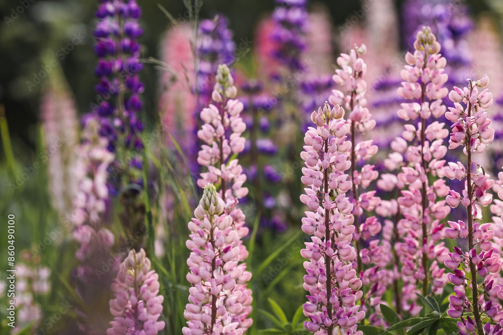 Flowering Lupin (Lupinus polyphyllus). Blooming field large-leaved lupines or garden lupines in early summer, close-up with selective focus. Flowering Lupin (Lupinus polyphyllus). Blooming field large-leaved lupines or garden lupines in early summer, close-up with selective focus.