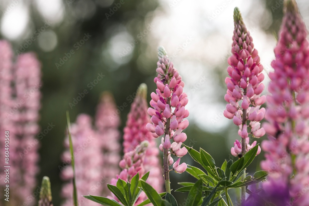 Flowering Lupin (Lupinus polyphyllus). Blooming field large-leaved lupines or garden lupines in early summer, close-up with selective focus. Flowering Lupin (Lupinus polyphyllus). Blooming field large-leaved lupines or garden lupines in early summer, close-up with selective focus.