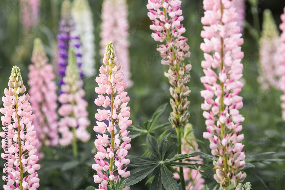 Flowering Lupin (Lupinus polyphyllus). Blooming field large-leaved lupines or garden lupines in early summer, close-up with selective focus. Flowering Lupin (Lupinus polyphyllus). Blooming field large-leaved lupines or garden lupines in early summer, close-up with selective focus.