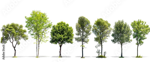 Wallpaper Mural Set of different green trees isolated on white background Torontodigital.ca