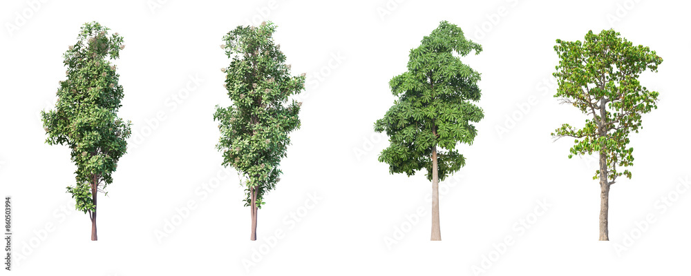 Trees set isolate on transparent background Trees set isolate on transparent background