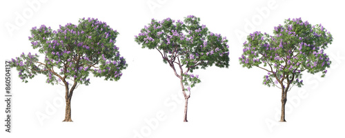 Trees with flowers collection isolate on transparent background