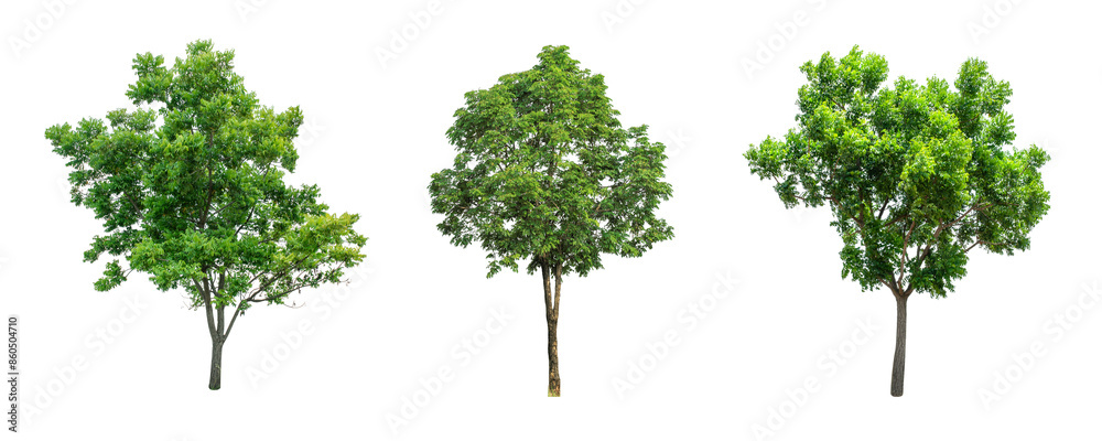 Greenery forest trees shapes cut out transparent backgrounds Greenery forest trees shapes cut out transparent backgrounds
