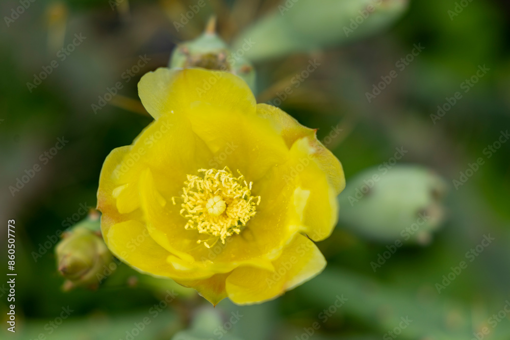 Chapati kalli, also known as sappathi kalli or nagathali, is a fruit with several health benefits. Opuntia ficus-indica, the Indian fig opuntia, fig opuntia, or prickly pear. Chapati kalli, also known as sappathi kalli or nagathali, is a fruit with several health benefits. Opuntia ficus-indica, the Indian fig opuntia, fig opuntia, or prickly pear.