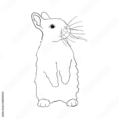 a hare with a long mustache