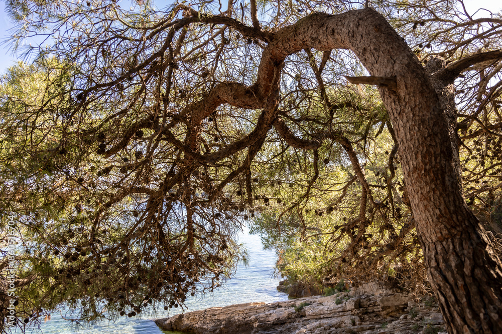 Pines on the Mediterranean coast of the island Zirje in Croatia Pines on the Mediterranean coast of the island Zirje in Croatia
