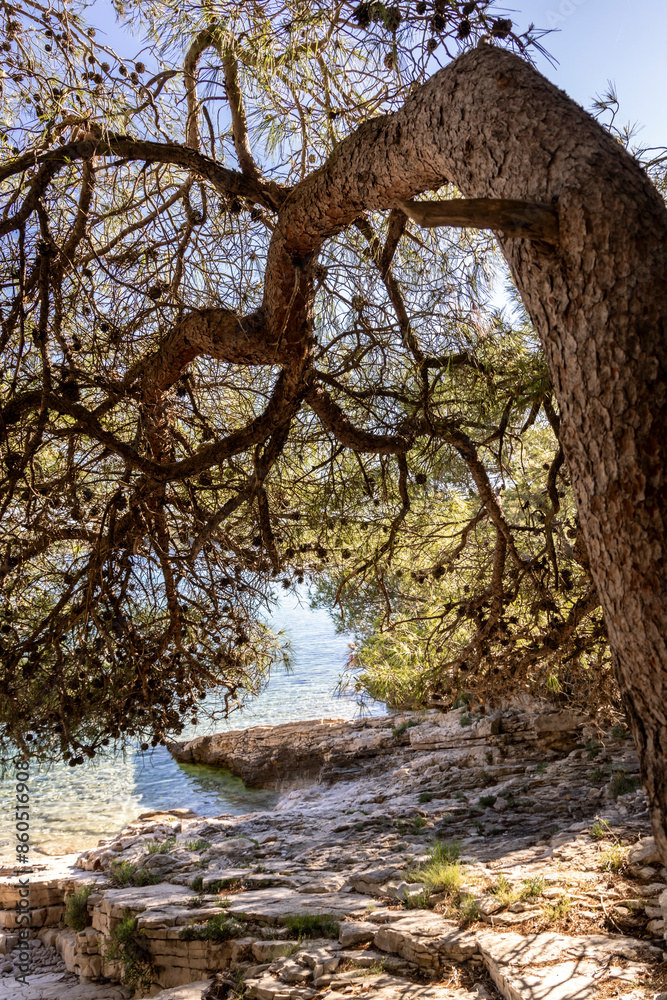 Pines on the Mediterranean coast of the island Zirje in Croatia