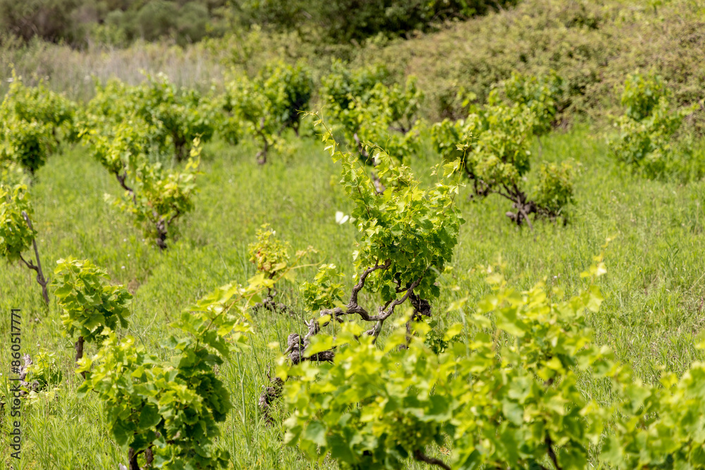 Vineyard on the island Zirje in Croatia