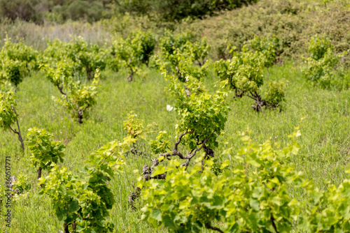 Obraz na płótnie Vineyard on the island Zirje in Croatia w salonie