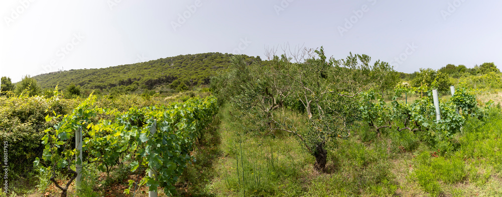 Vineyard on the island Zirje in Croatia