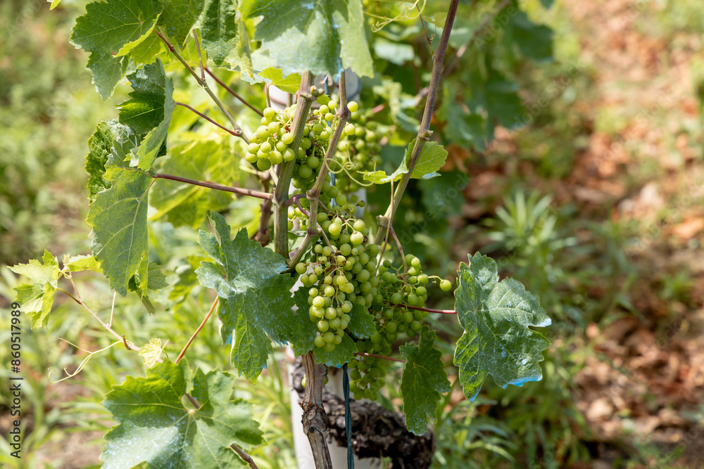 Vineyard on the island Zirje in Croatia