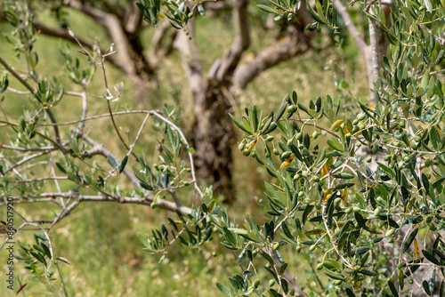 Obraz na płótnie Olive trees on the island Zirje in Croatia w salonie