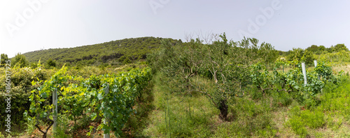 Obraz na płótnie Vineyard on the island Zirje in Croatia w salonie